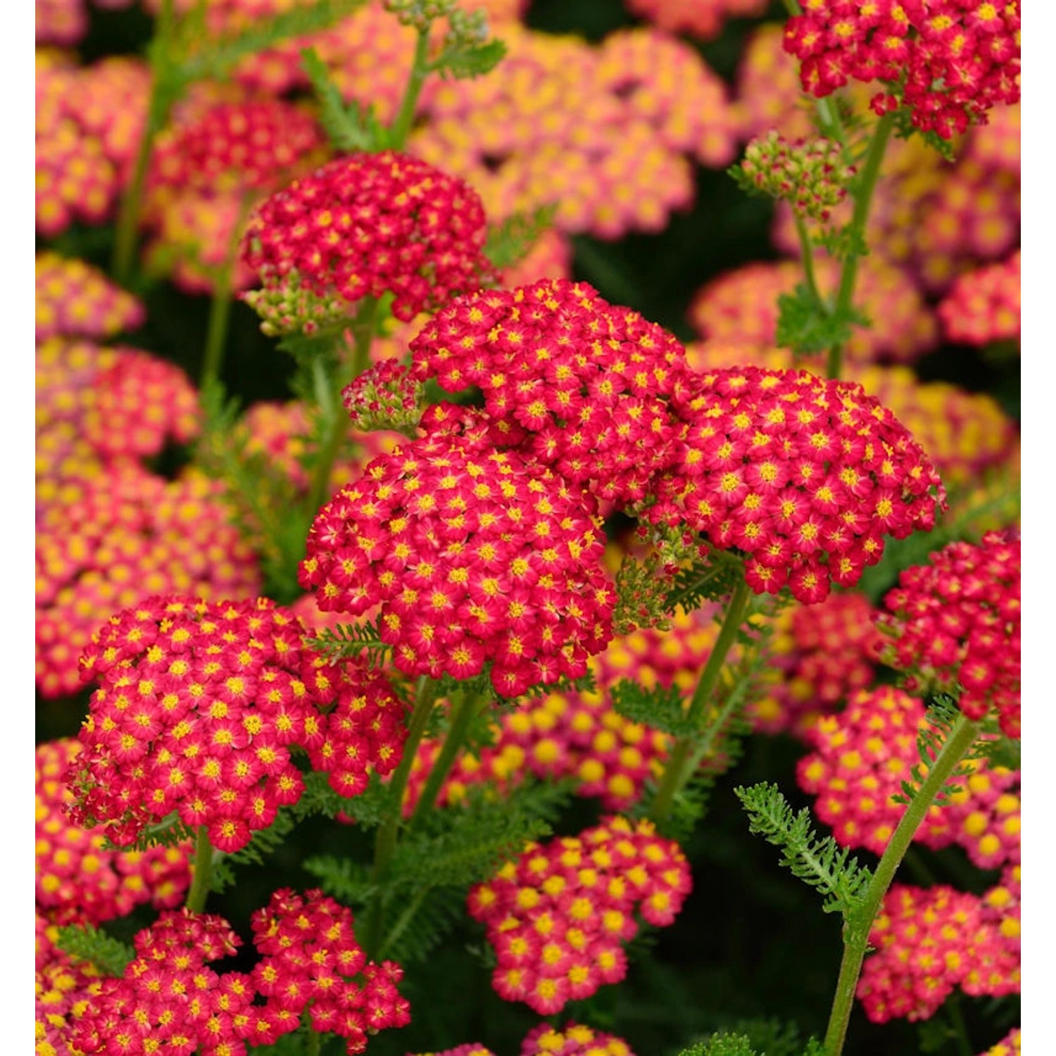 Schafgarbe Red Velvet - Achillea millefolium günstig online kaufen