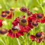 Sonnenbraut 'Rubinzwerg' im Topf, rubinrote Blüten mit Bienen im Garten.