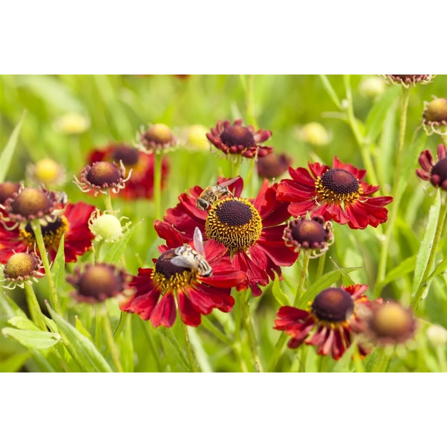 Sonnenbraut 'Rubinzwerg' im Topf, rubinrote Blüten mit Bienen im Garten.