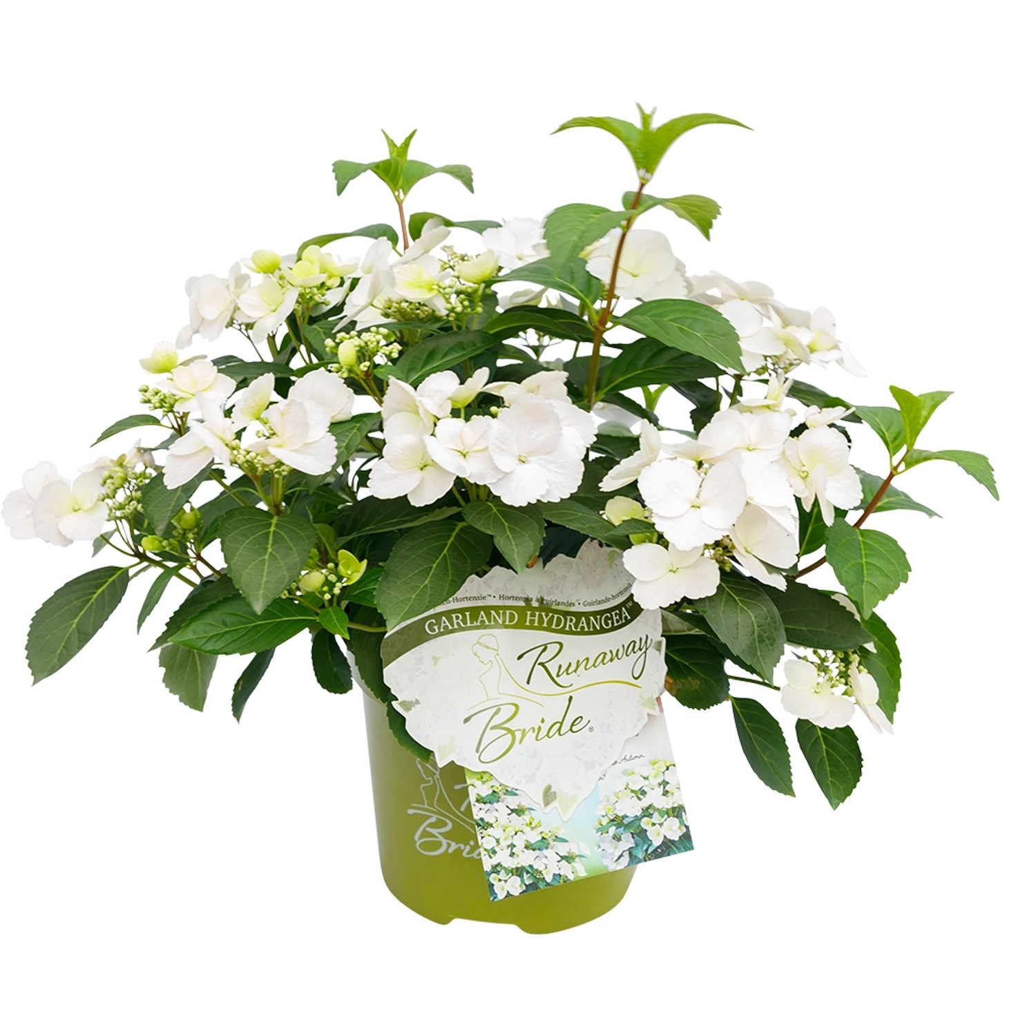 Girlanden-Hortensie Runaway Bride Weiß Höhe ca. 20 - 30 cm Topf ca. 3,5 l günstig online kaufen