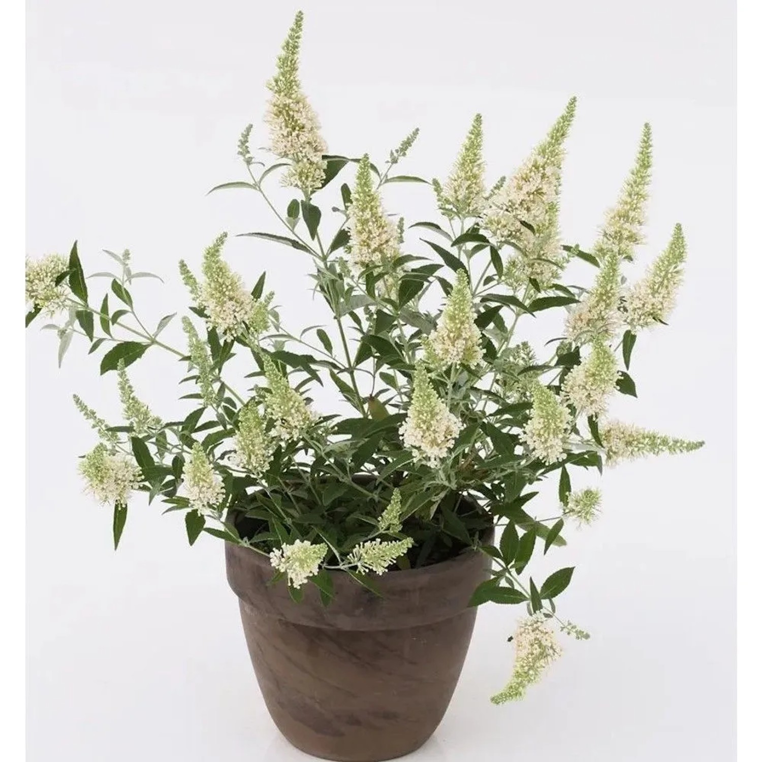 Sommerflieder Nanho White 40-60cm - Buddleja