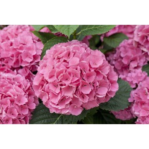 Nahaufnahme der rosa Blütenbälle der Bauernhortensie 'Schöne Bautznerin'.