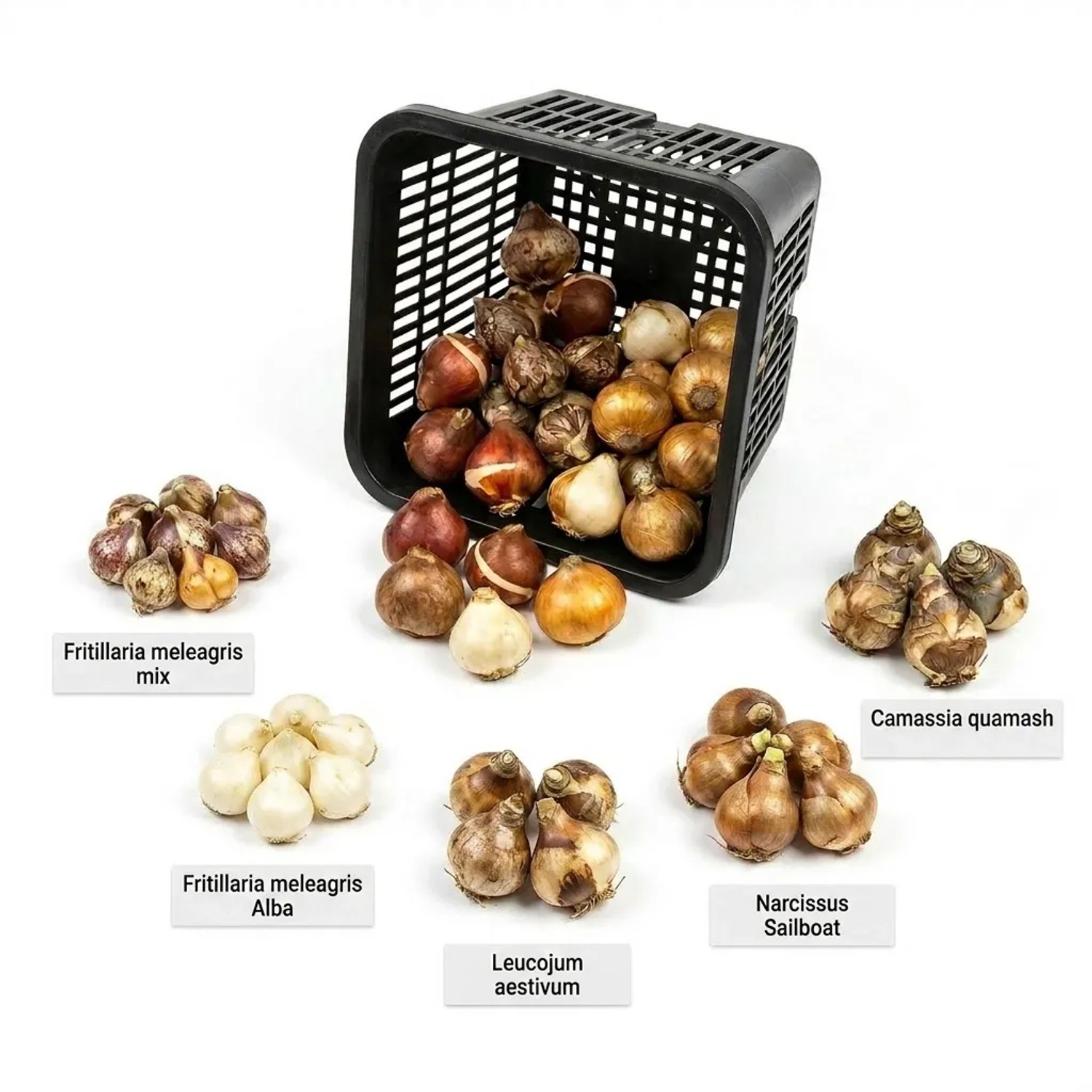 Vdvelde Aqua Bulbs Wildblumen Blumenzwiebeln für den Teichrand, verschiedene Sorten in und um schwarzen Korb.