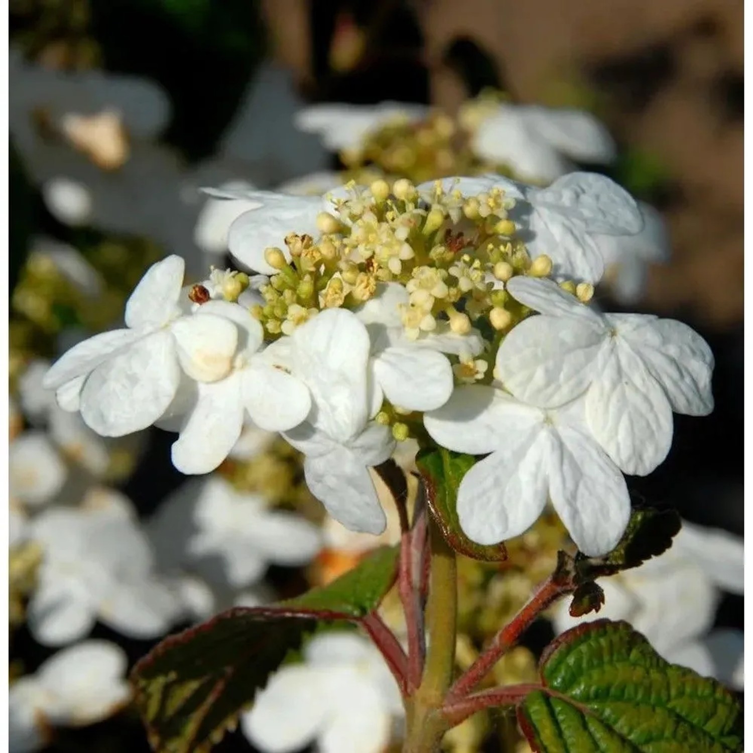 Japanischer Schneeball Summer Snowflake 25-30cm - Viburnum plicatum