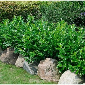 Kaukasische Lorbeerkirsche (Prunus laurocerasus) als Hecke im Garten, 40-60cm hoch.