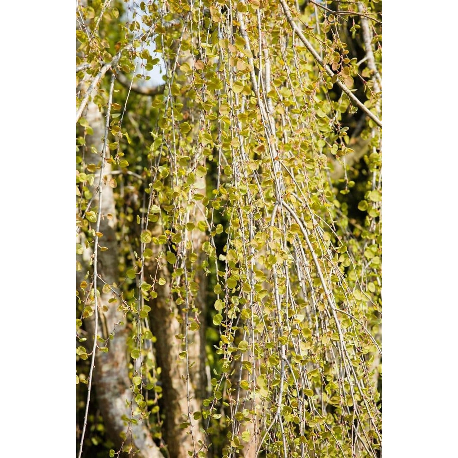 Cercidiphyllum Japonicum Pendulum Katsurabaum Hängend 180 cm Stammhöhe günstig online kaufen