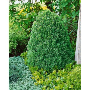 Immergrüner Buxus 'Bullata' als Halbkugel, 130-140 cm hoch, für Hecken und Gärten.