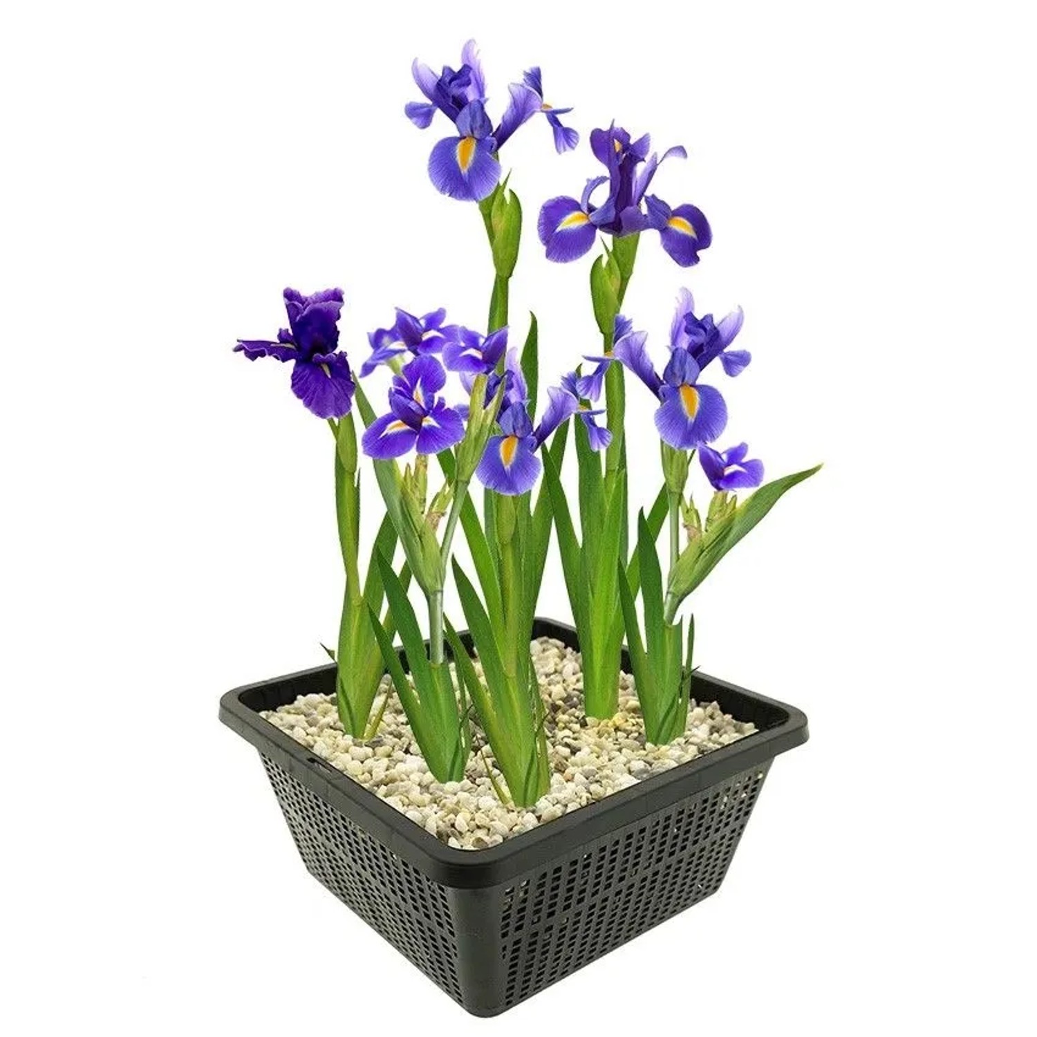 Vdvelde Blaue Sumpf Schwertlilie Teich   Blau Blühend   Winterhart   9 Stück