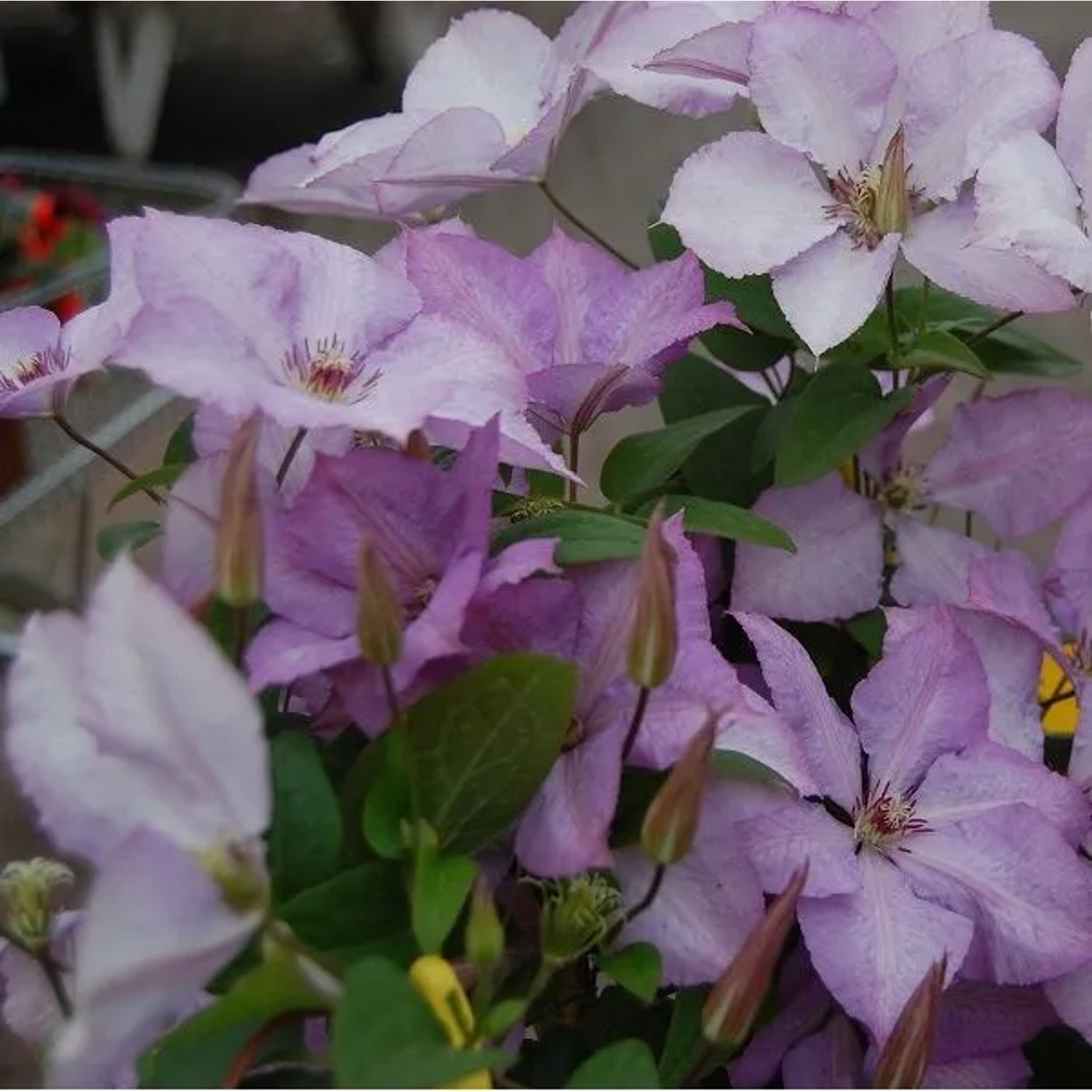 arborix Waldrebe 'Margaret Hunt' Clematis 50 Bis 60 Cm Im Container Großblumig