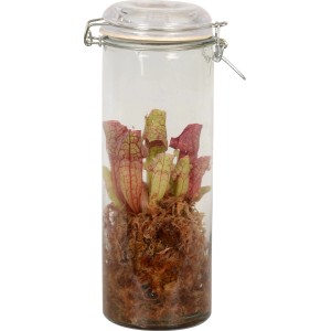 Schlauchpflanze im Glasgefäß (Ø 13cm), dekorative, exotische Zimmerpflanze.