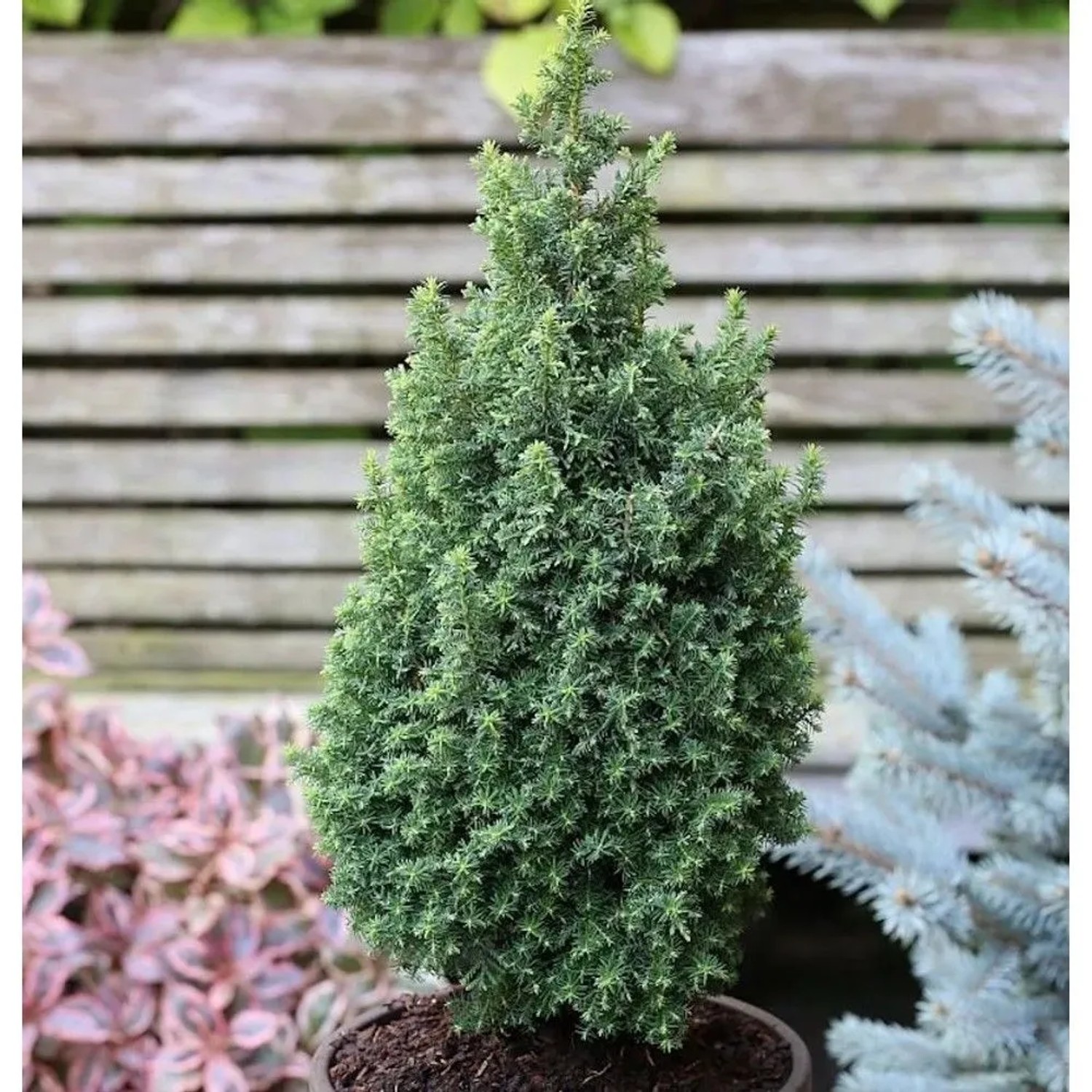 Kegelzypresse Top Point 25-30cm - Chamaecyparis thyoides