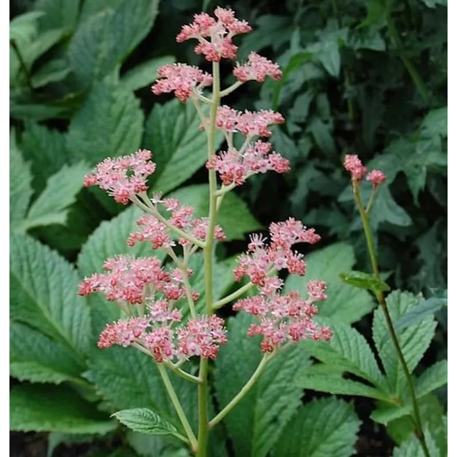 Rodgersie Die Stolze - Rodgersia henrici
