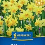 Kiepenkerl Blumenzwiebel Narzisse Tête à Tête 7 Stück