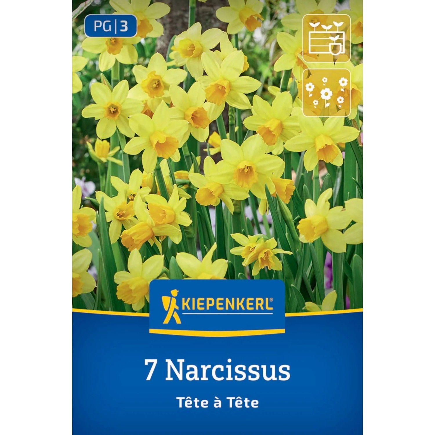 Kiepenkerl Blumenzwiebel Narzisse Tête à Tête 7 Stück
