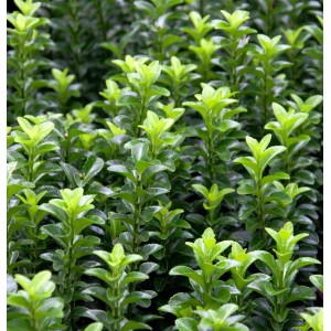 Immergrüne Kriechspindel Green Empire (Euonymus japonicus), kompakter Strauch mit grünen Blättern.