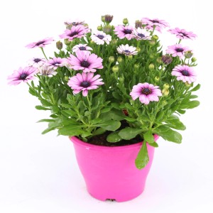 Kapkörbchen im pinken Topf, Farbenauswahl, ca. 30-45cm hoch. Blühende Kübelpflanze Osteospermum.