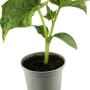 Junge Freiland Kastengurke (Cucumis sativus) im Topf, grüne Blätter.