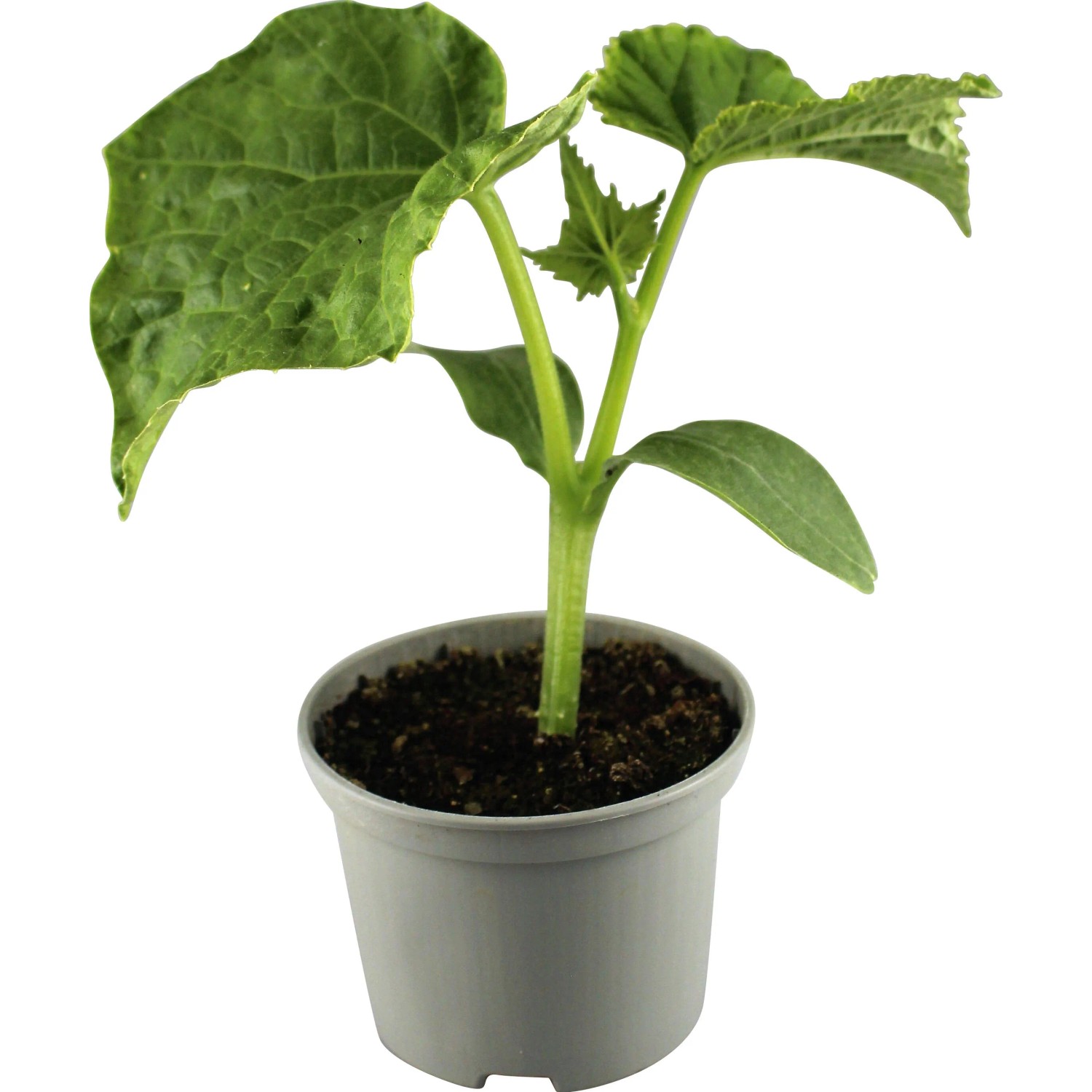 Junge Freiland Kastengurke (Cucumis sativus) im Topf, grüne Blätter.