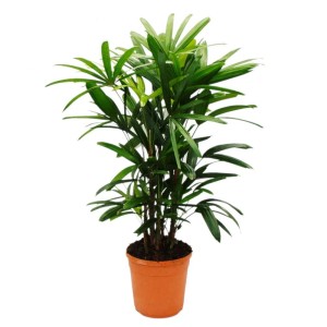 Steckenpalme (Rhapis Excelsa) im 21cm Topf, ca. 80-100cm hoch. Bambuspalme mit grünen, fächerförmigen Blättern.