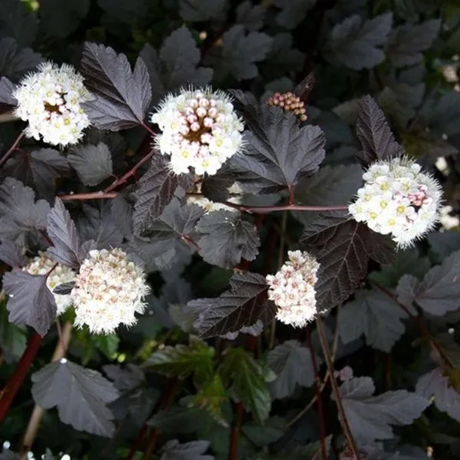 Blasenspiere 'Red Baron' Physocarpus opulifolius 30 bis 40 cm im Container Rotbraunes Laub