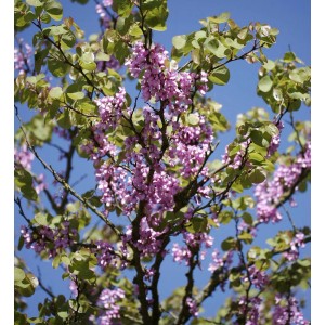 Blühender Judasbaum (Cercis siliquastrum) mit rosa Blüten vor blauem Himmel.