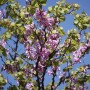 Blühender Judasbaum (Cercis siliquastrum) mit rosa Blüten vor blauem Himmel.