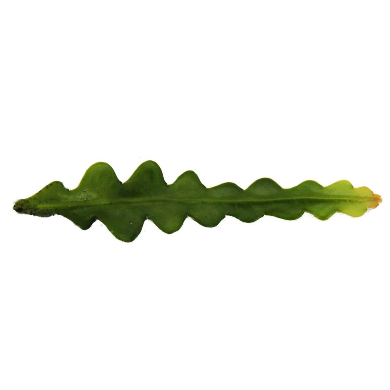 Exotenherz Krokodilschwanz-Kaktus (Epiphyllum Anguliger) mit gezackten Blättern.