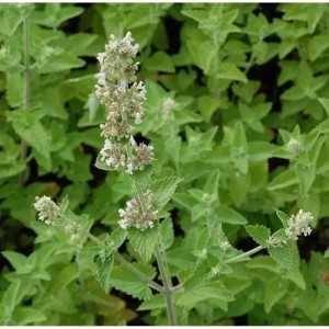 Nahaufnahme der Zitronen-Katzenminze (Nepeta citriodora) mit grünen Blättern und weißen Blüten.