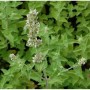 Nahaufnahme der Zitronen-Katzenminze (Nepeta citriodora) mit grünen Blättern und weißen Blüten.