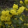 Blühende Mahonie (Mahonia aquifolium) mit gelben Blüten im Detail.