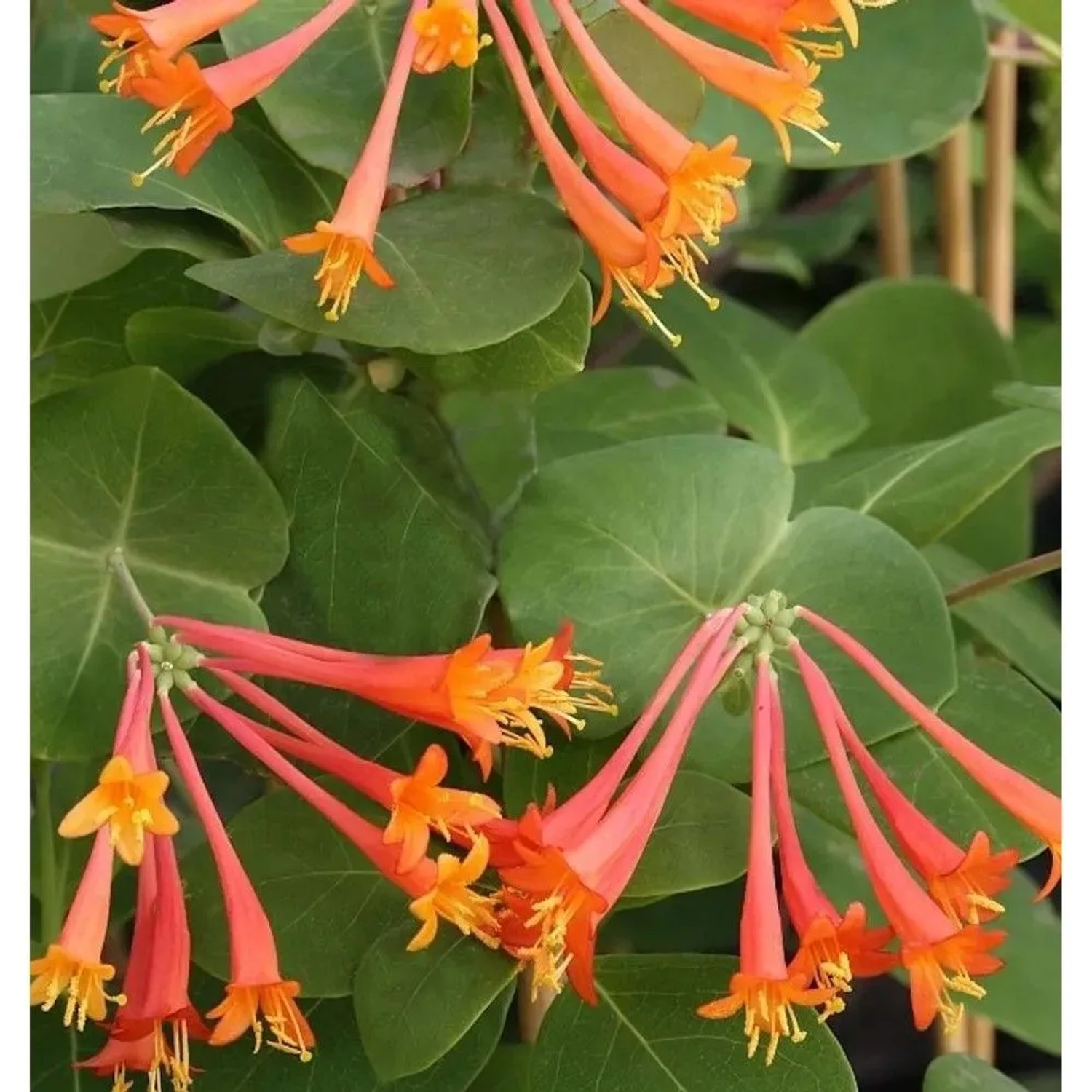 Rote Geisschlinge Dropmore Scarlet 40-60cm - Lonicera brownii