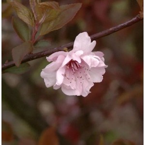 Hochstamm Zierkirsche 100-125cm - Prunus blireana