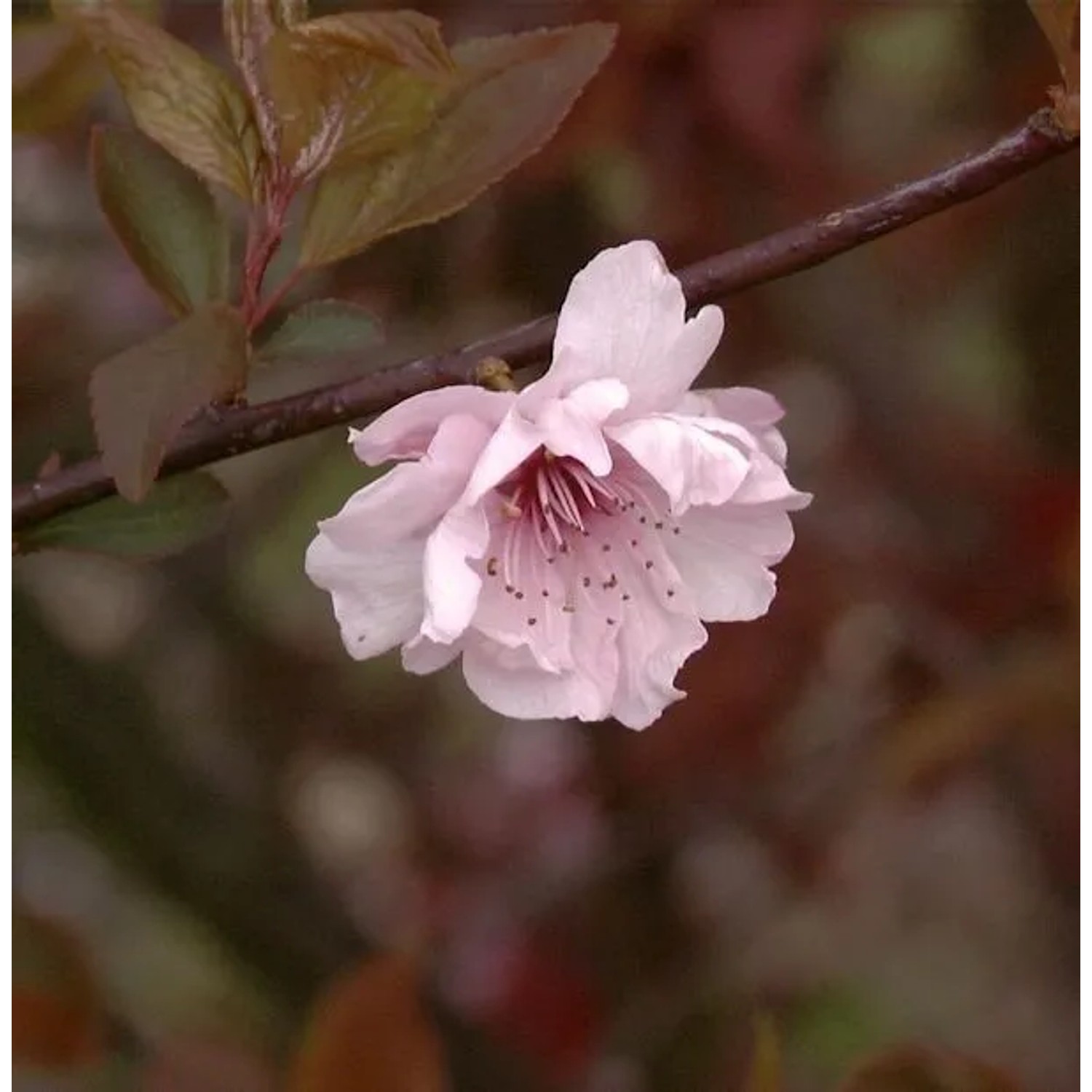 Hochstamm Zierkirsche 100-125cm - Prunus blireana
