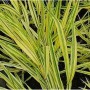 Japanisches Berggras 'Naomi' im Topf, grüne und gelbe Blätter, Ziergras.