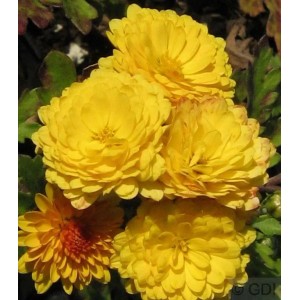 Gelbe Winteraster Bienchen (Chrysanthemum hortorum) im Detail.