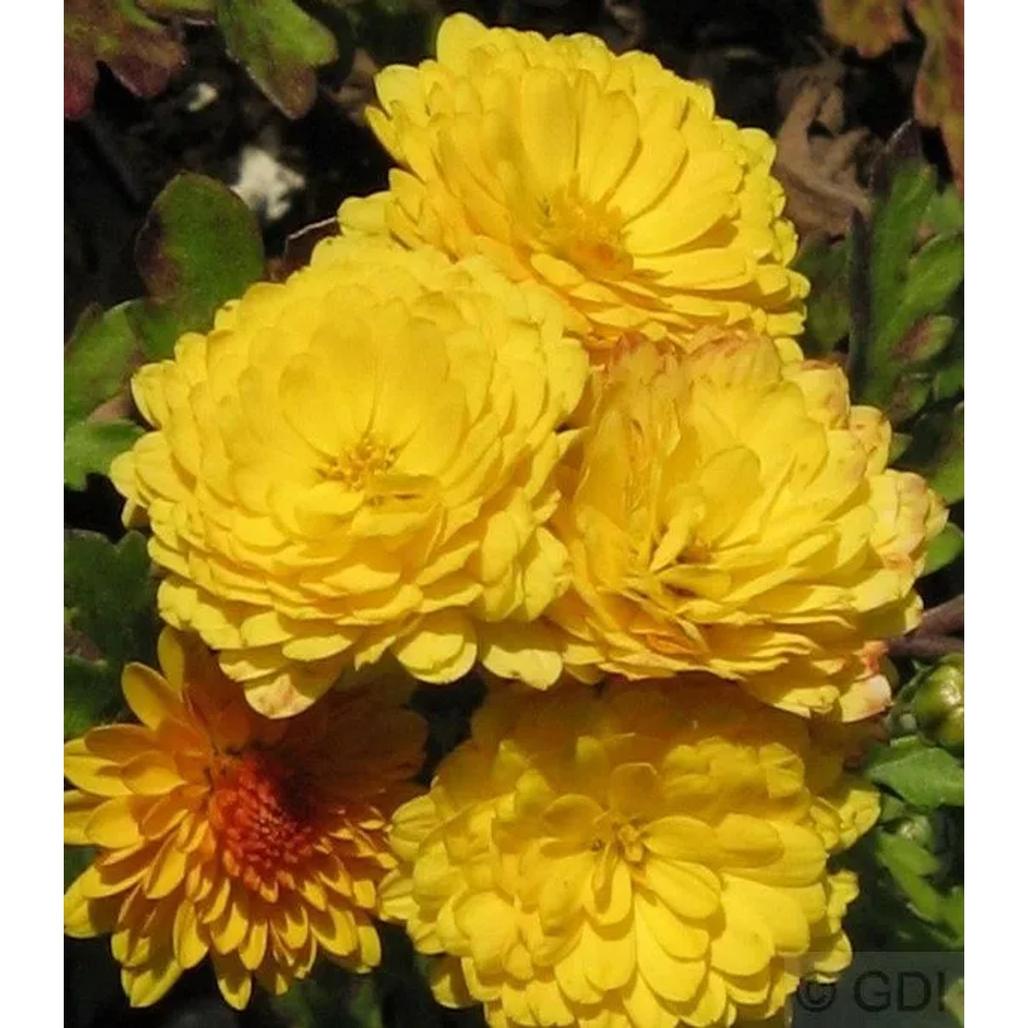 Winteraster Bienchen - Chrysanthemum hortorum