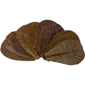 Proflora Terminalia Catappa Blätter, 100 Stk. Seemandelbaumblätter zur Wasserwertkorrektur im Aquarium.