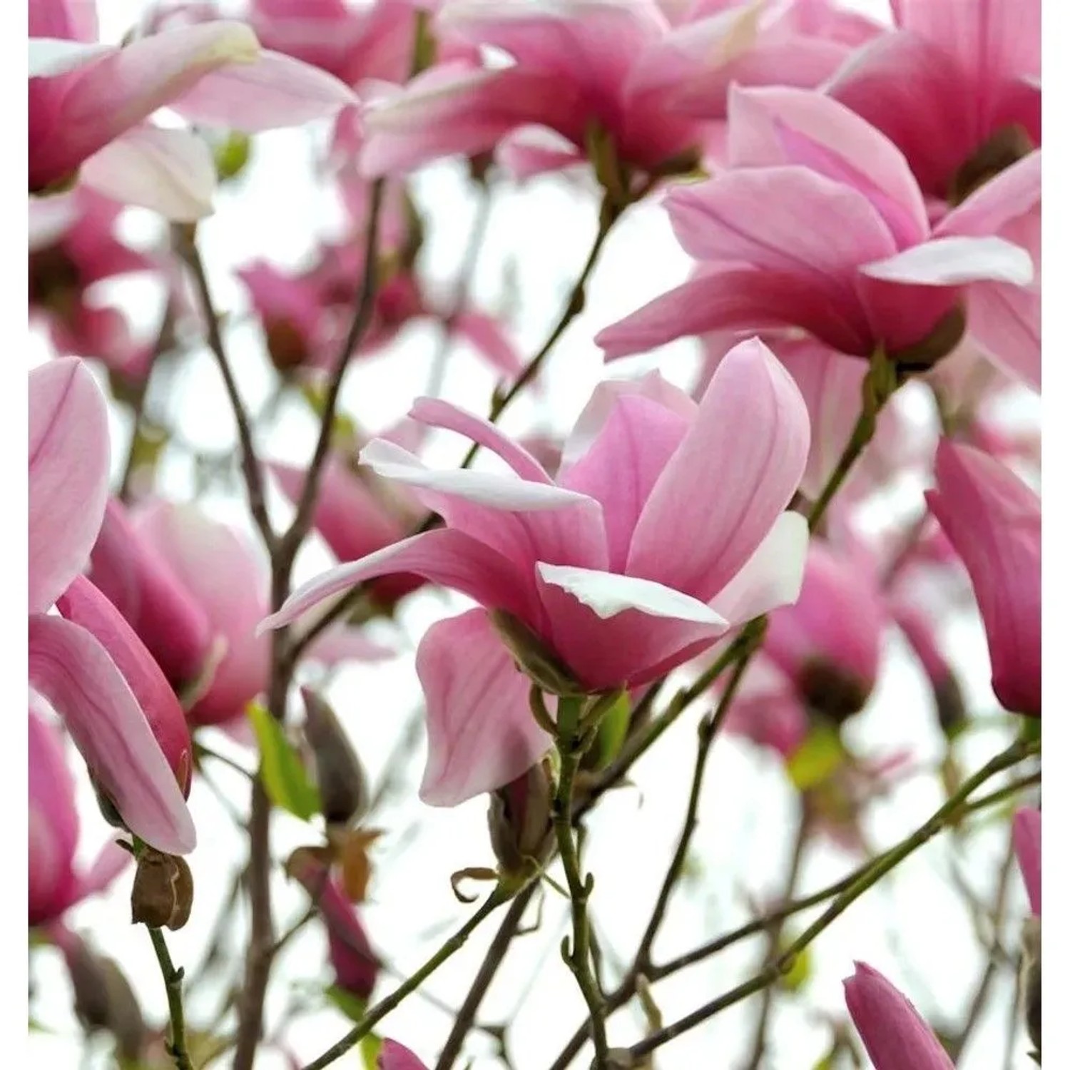 Chinesische Yulan Magnolie Festirose 80-100cm - Magnolia denudata