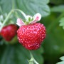 Nahaufnahme einer roten Blu Bio-Erdbeere Gourmet (Fragaria) im Topf, umgeben von grünen Blättern.