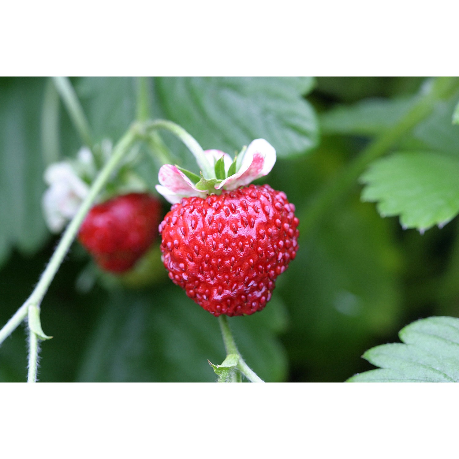 Nahaufnahme einer roten Blu Bio-Erdbeere Gourmet (Fragaria) im Topf, umgeben von grünen Blättern.