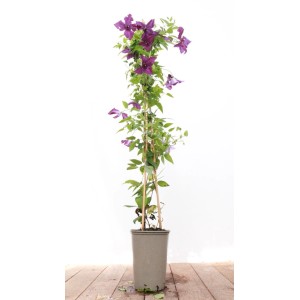 Clematis 'Etoile Violette' im Topf: Violette Waldrebe mit Rankhilfe, ca. 40-60 cm hoch.