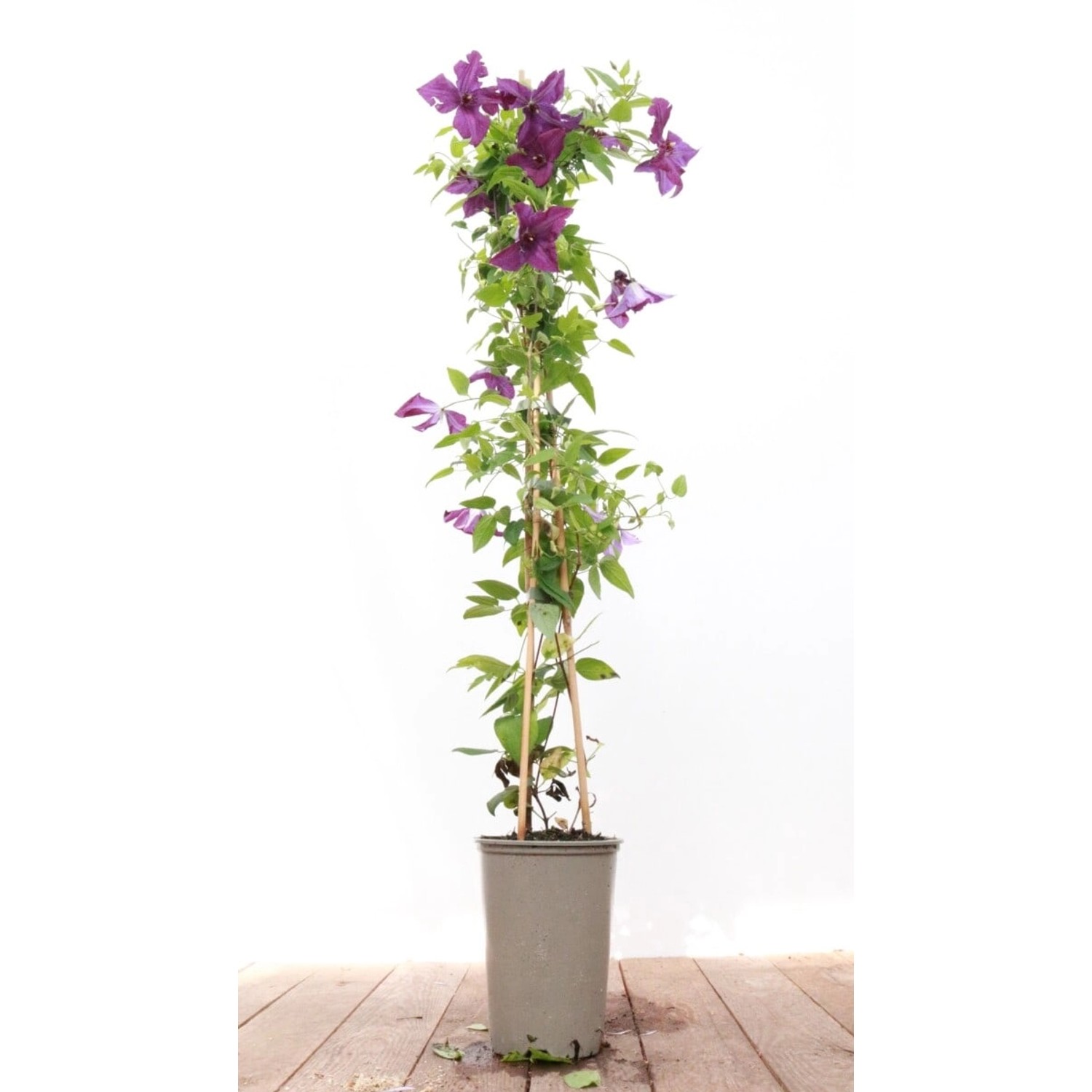 Clematis Viticella Etoile Violette Waldrebe Violett 40–60 cm günstig online kaufen