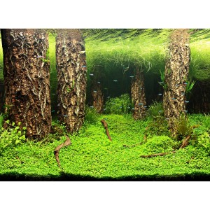 Aquariumrückwand mit Unterwasser-Waldmotiv: Baumstämme, grüne Pflanzen und kleine Fische für Tiefenwirkung.