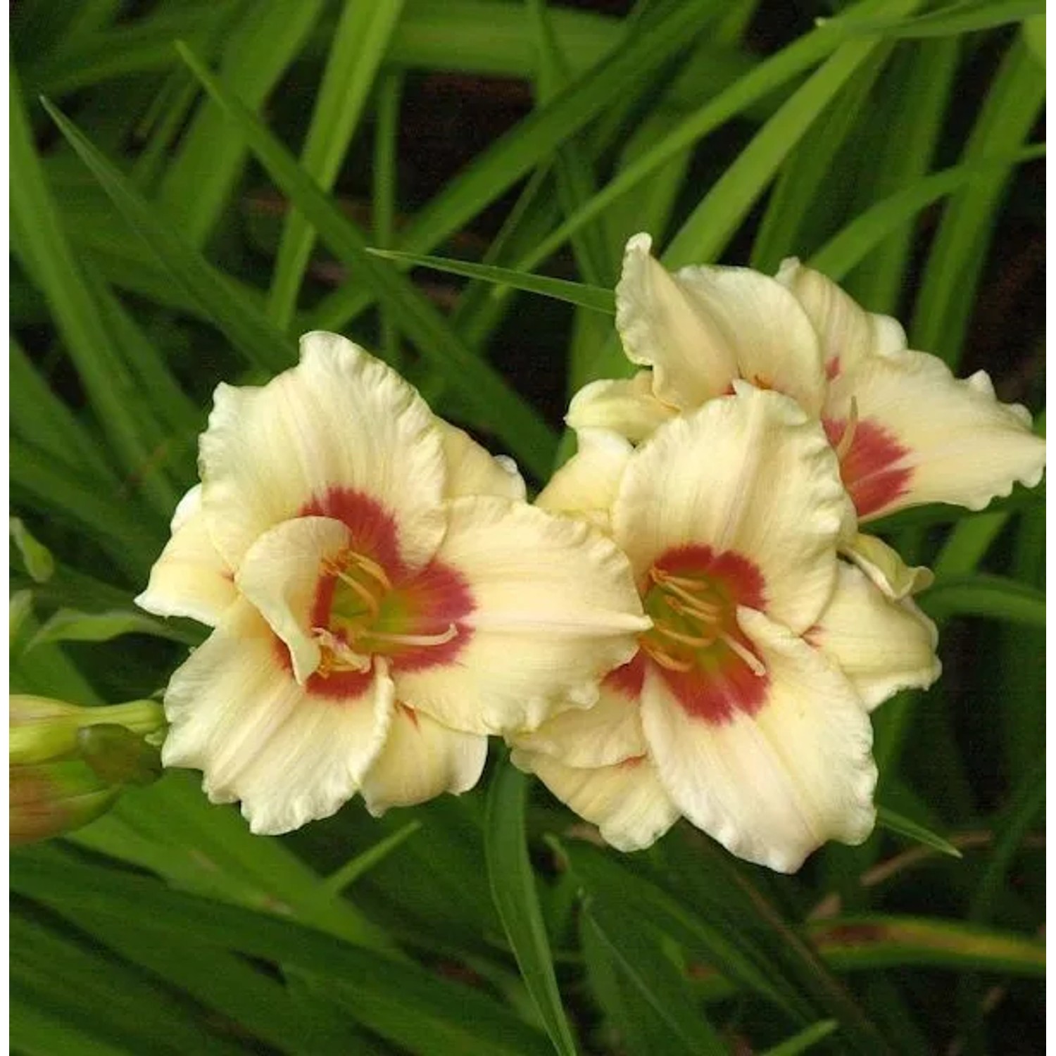 Taglilie Pandoras Box - Hemerocallis