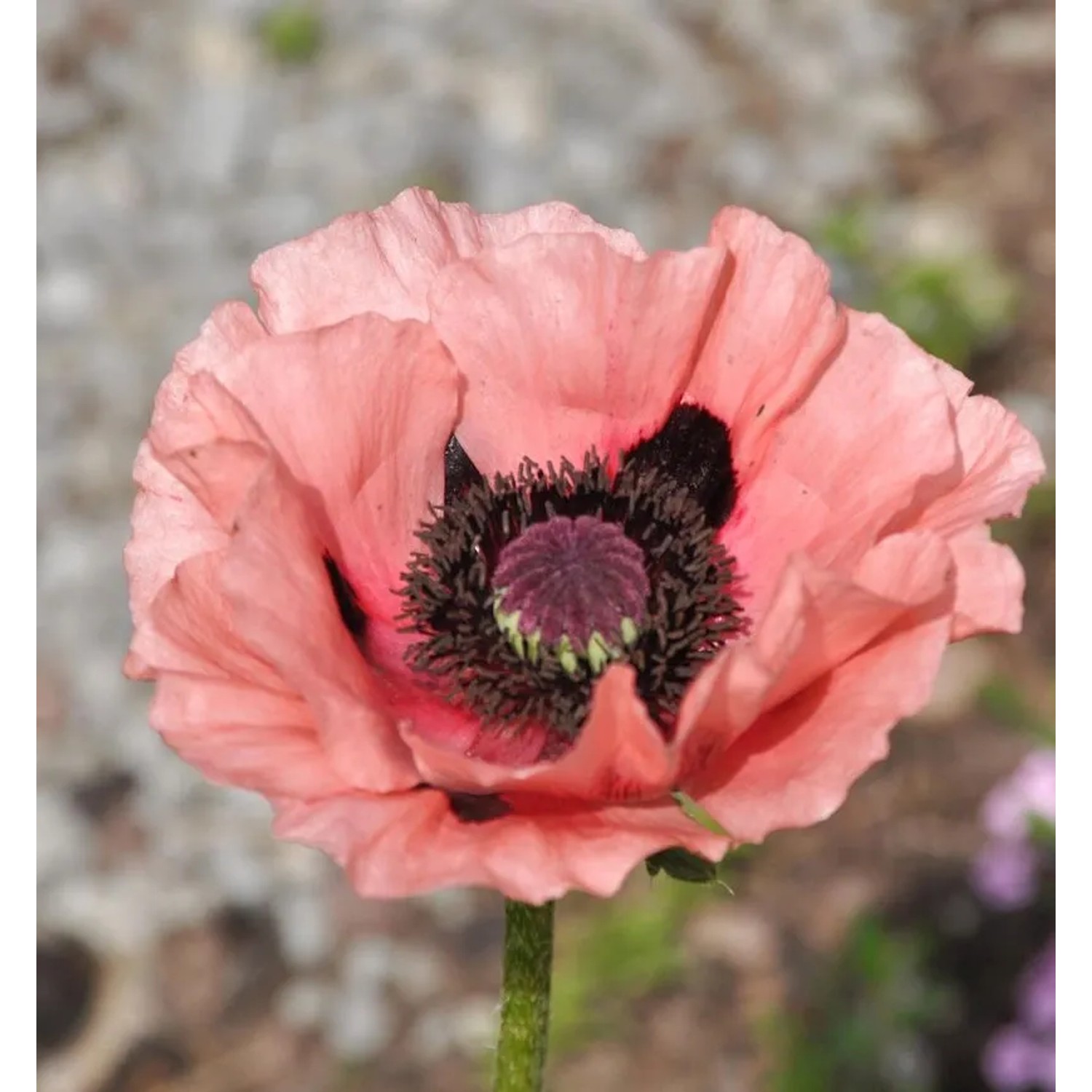 Türkischer Mohn Wunderkind - Papaver orientale