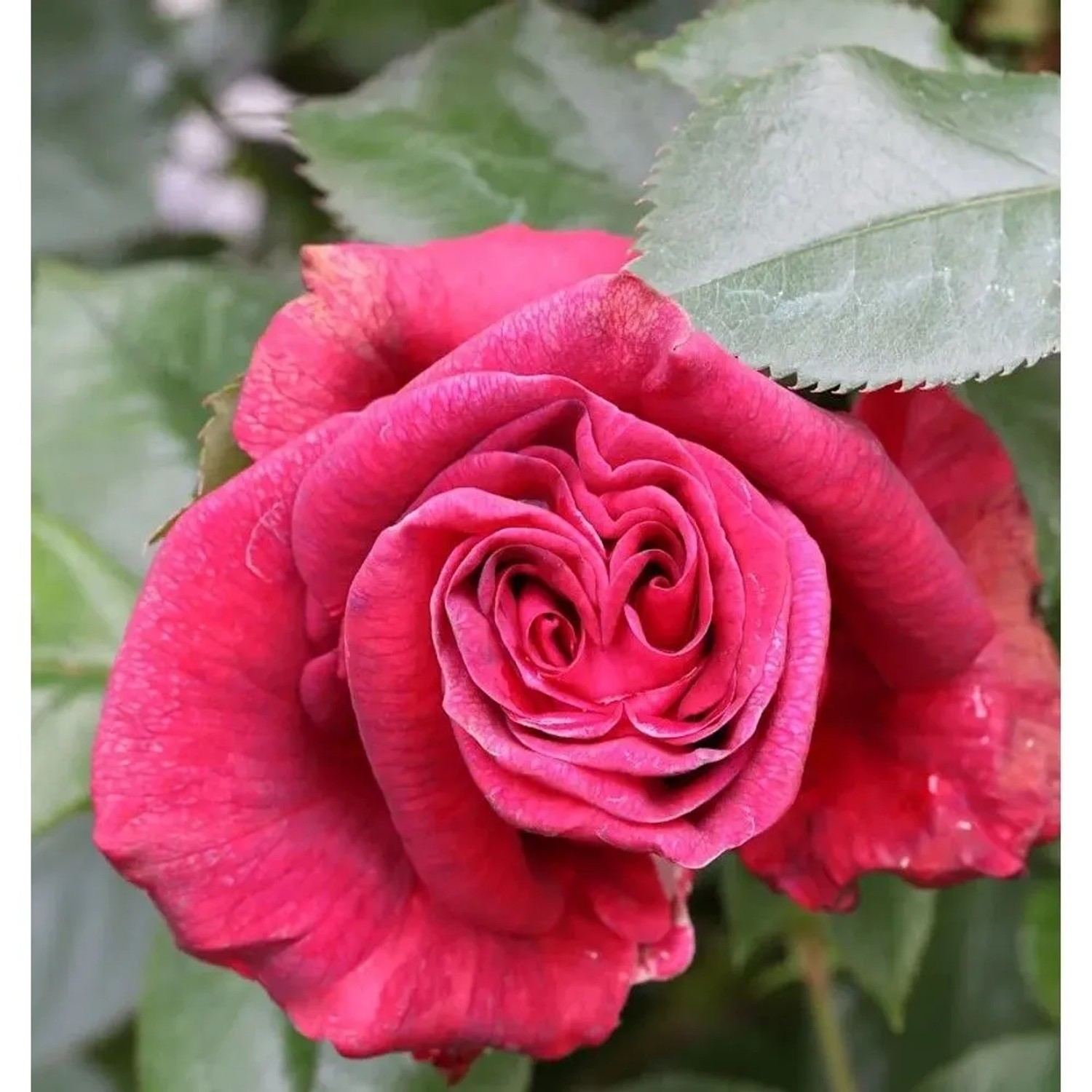Kletterrose Red Flame 30-60cm