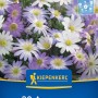 Kiepenkerl Blumenzwiebel Balkan-Windröschen Mischung 20 Stück_2