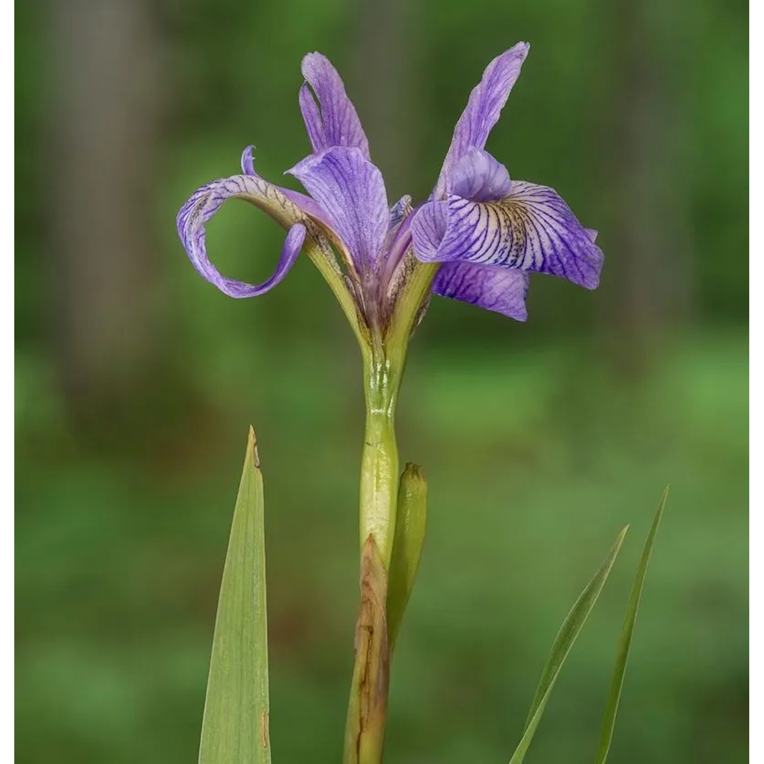 Sibirische Wieseniris Omars Cup - Iris sibirica