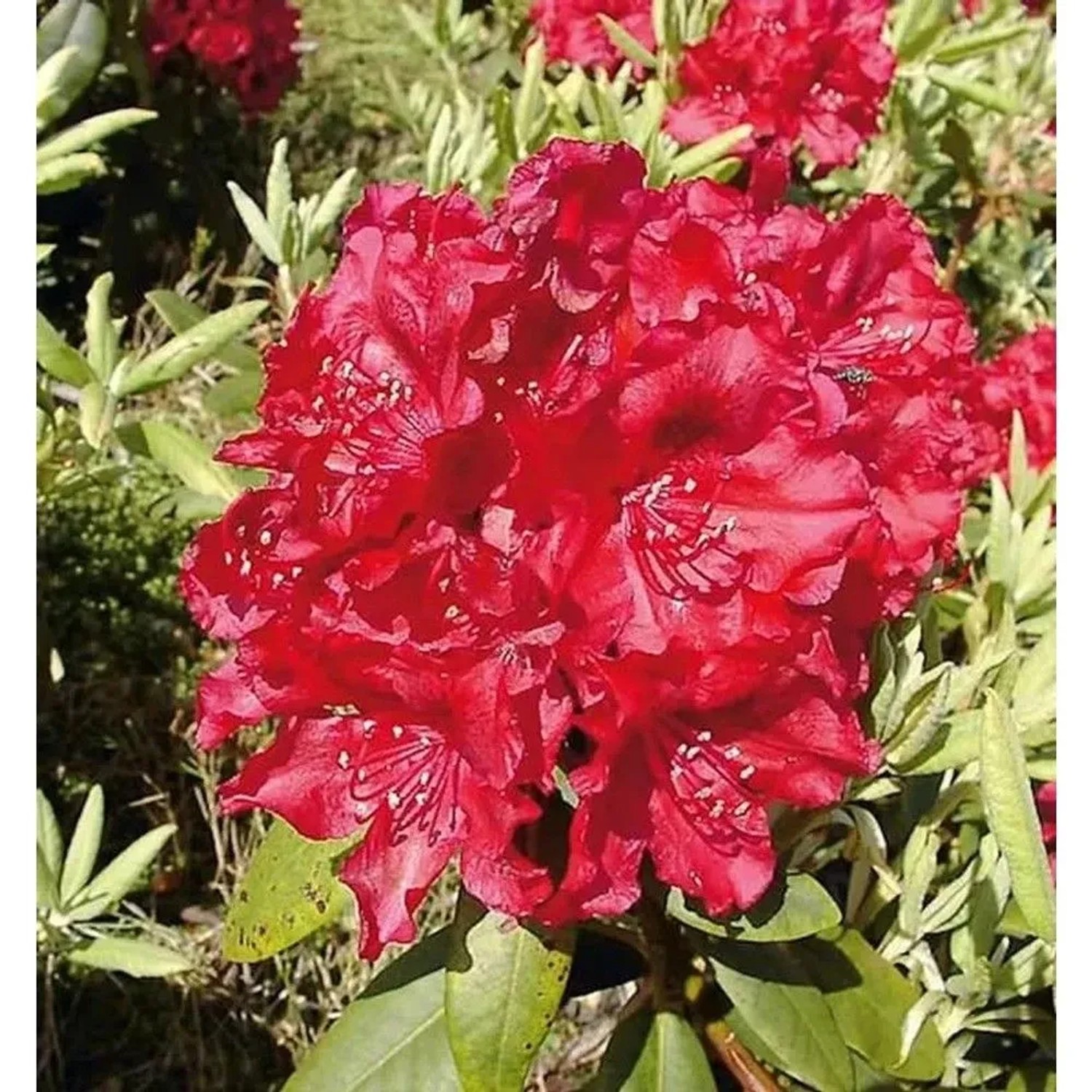 Großblumige Rhododendron Erato 30-40cm - Alpenrose