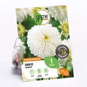 GROW by OBI Dahlie Snow Cap, weiße Blüte, Höhe ca. 90cm, Blumenzwiebel.